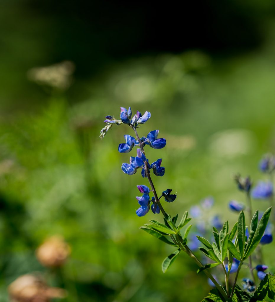 Wildflowers