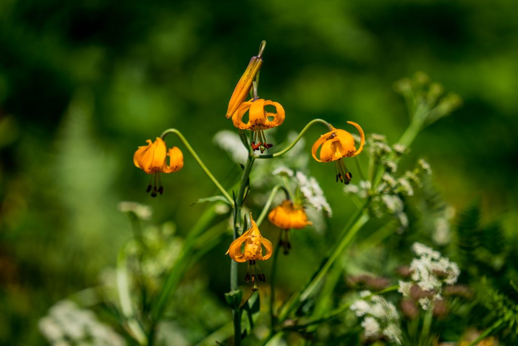 Wildflowers