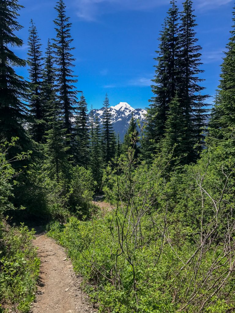Mount Baker behind trees