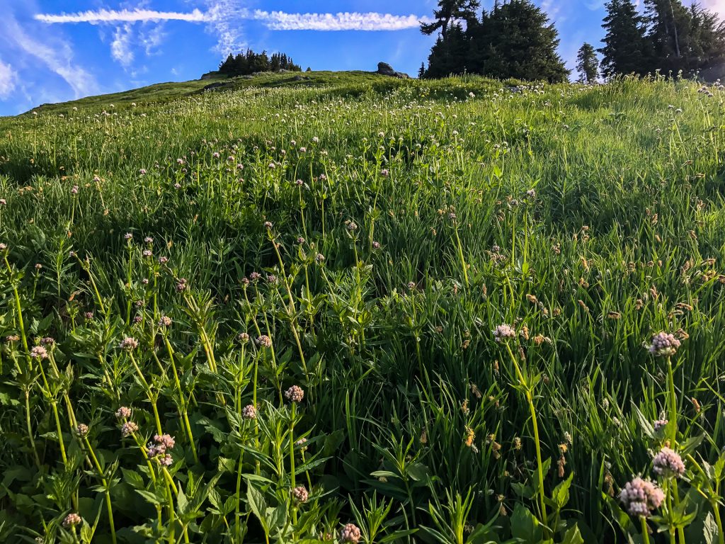 Looking up from the base of the summit. Steep!