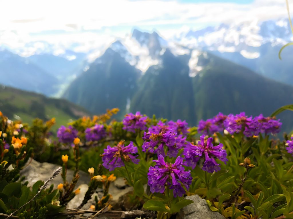 Wildflowers on goat mountain