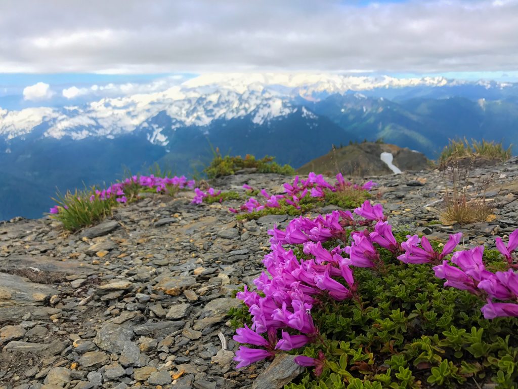 Wildflowers at the summit