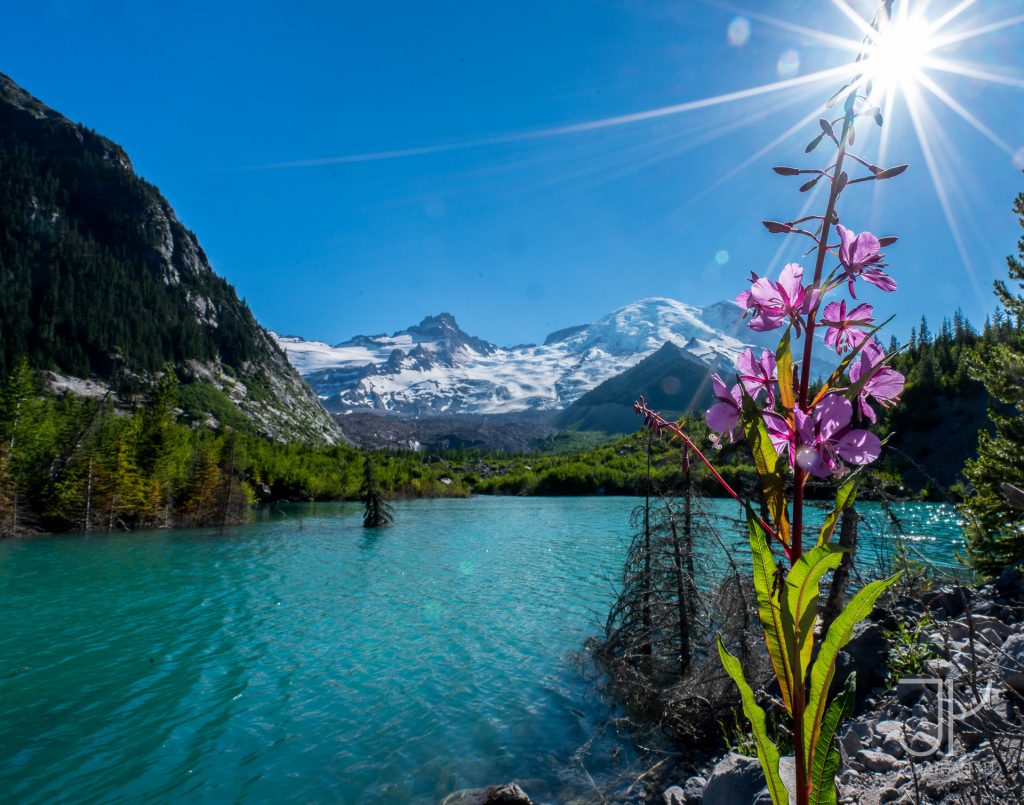 Wildflowers along the edge of the lake