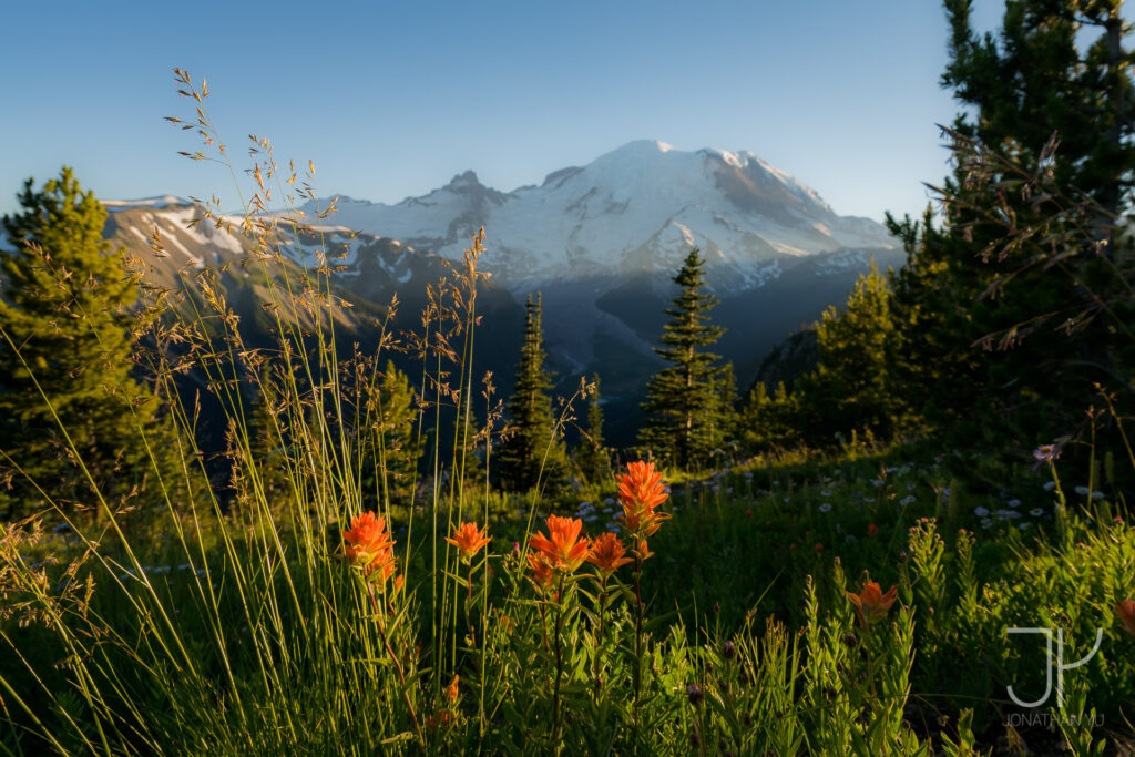 Sunset with wildflowers at Sunrise