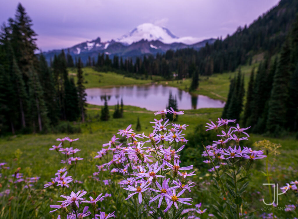 Blue hour but these pretty flowers are still shining brightly 