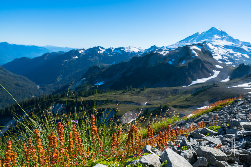 Last of the wildflowers late into the season in the sub alpine of the North Cascades