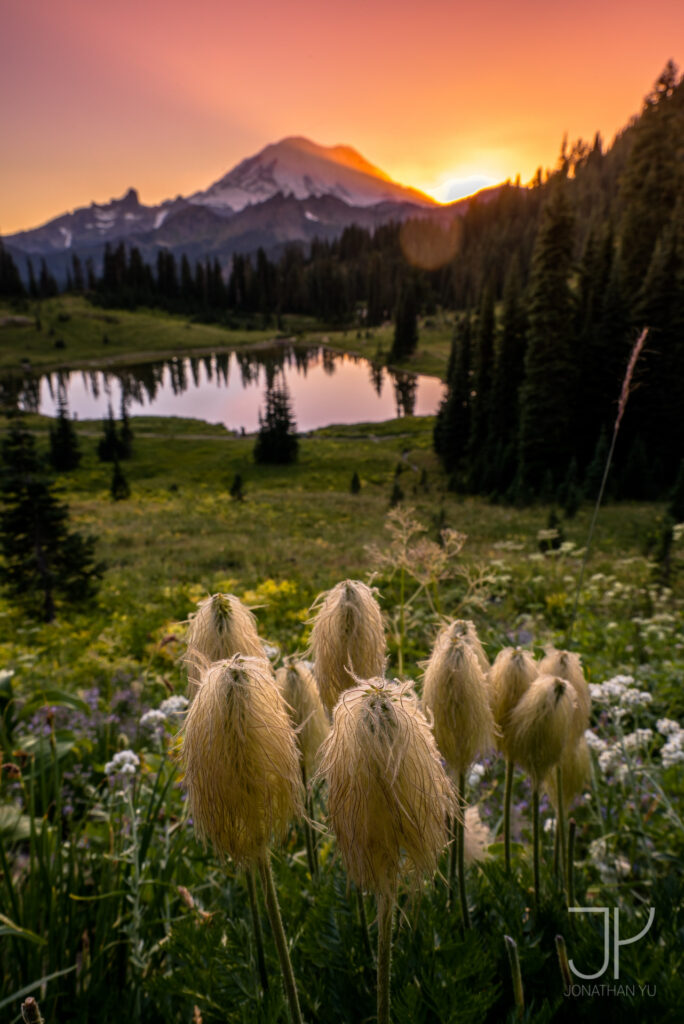 Western anemone dancing underneath the last light of the day