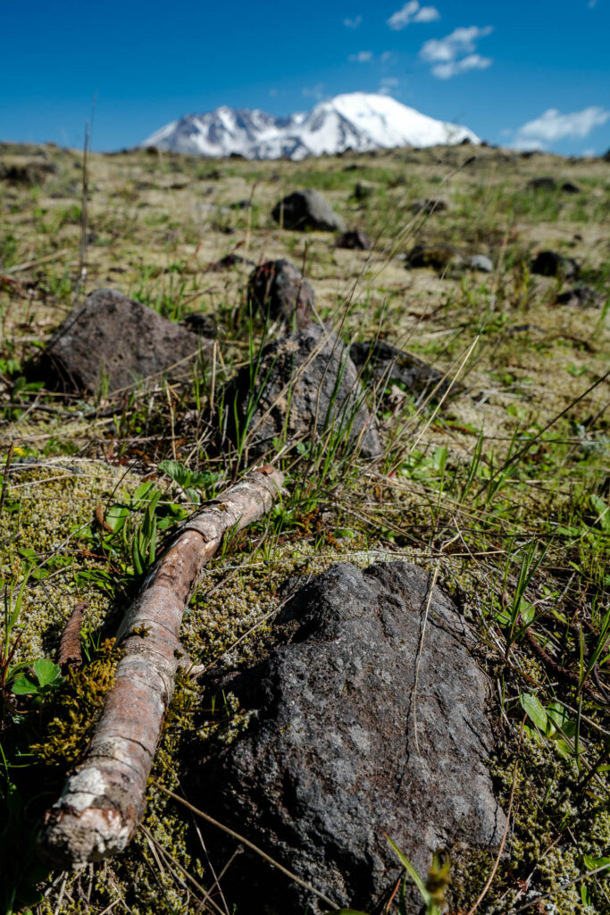 New growth finding life in a harsh and rough environment