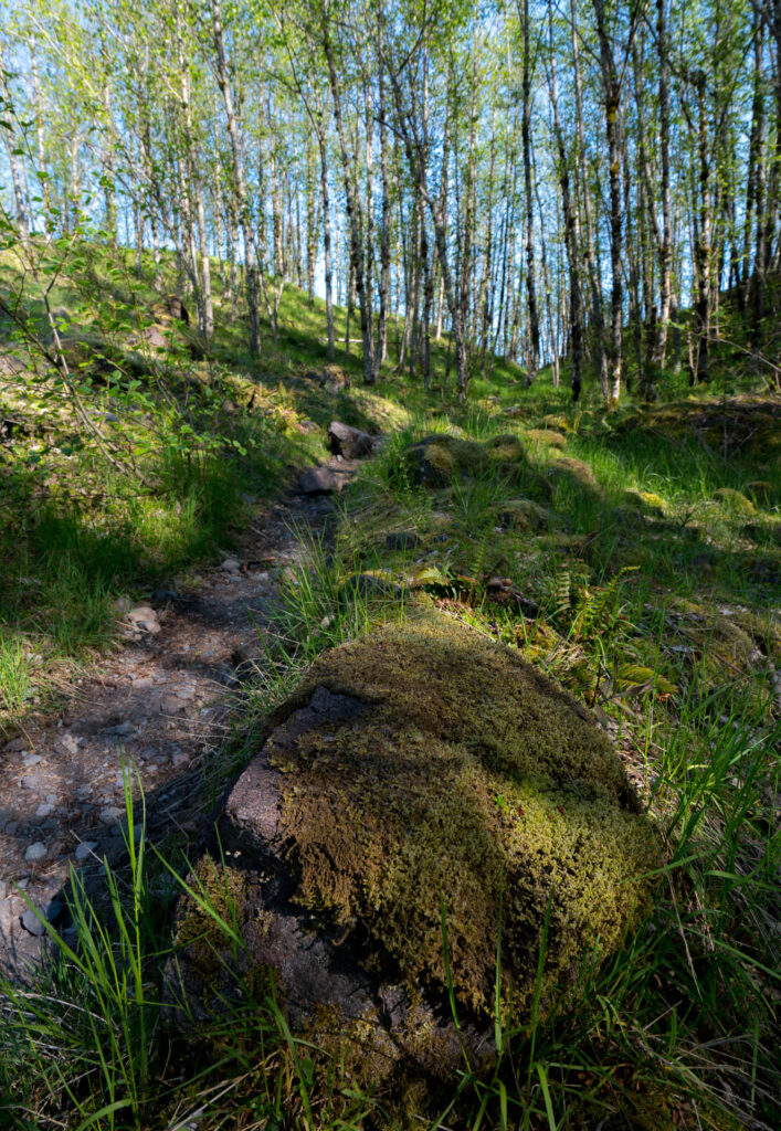 Some of the young forests feel like the backdrop of the Shire