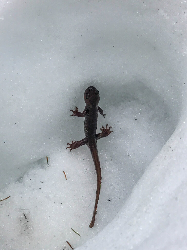 Salamander in the snow - iPhone