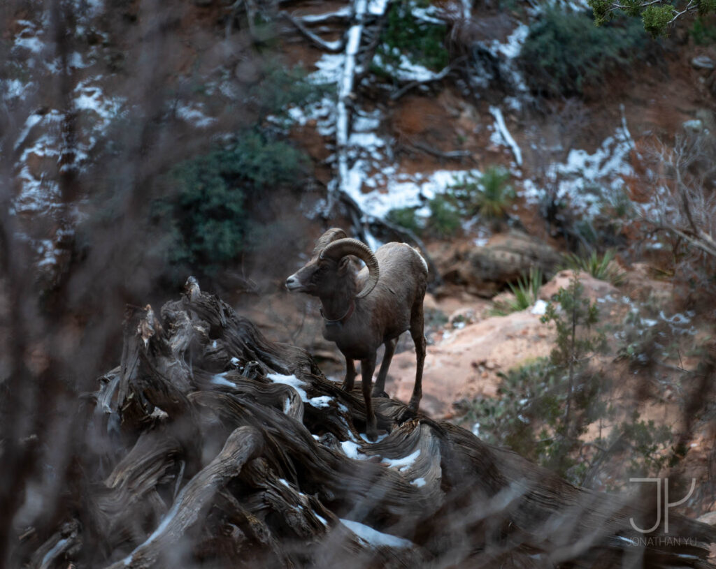 zion national park winter wildlife