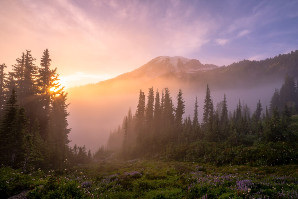 Wildflowers glow during sunset at Mount Rainier National Park