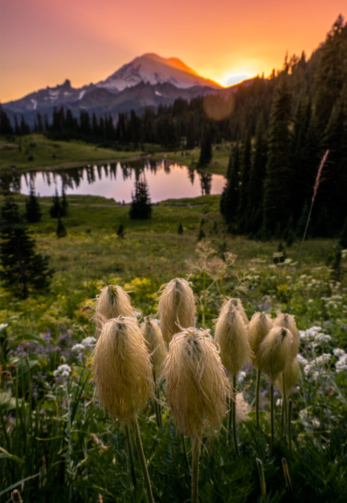 Tipsoo Lake Sunset with Wildflowers