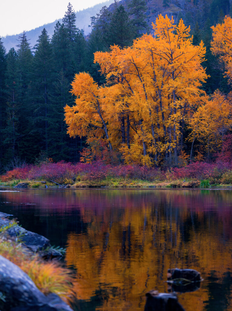 Colorful Fall Reflection on the Wenatchee River
