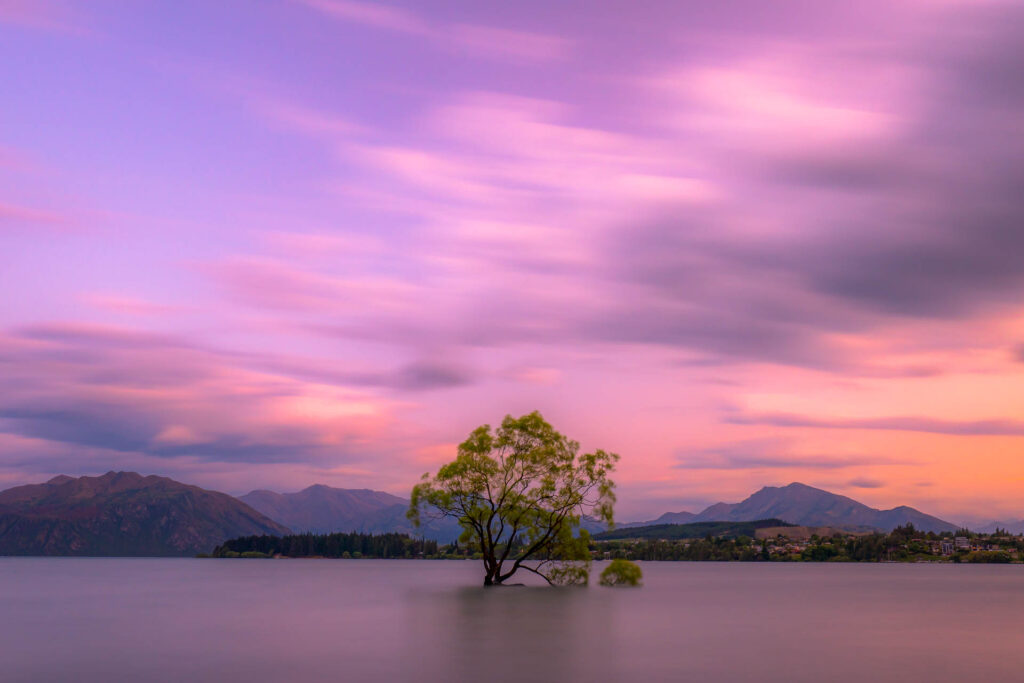 Wanaka Tree Sunrise