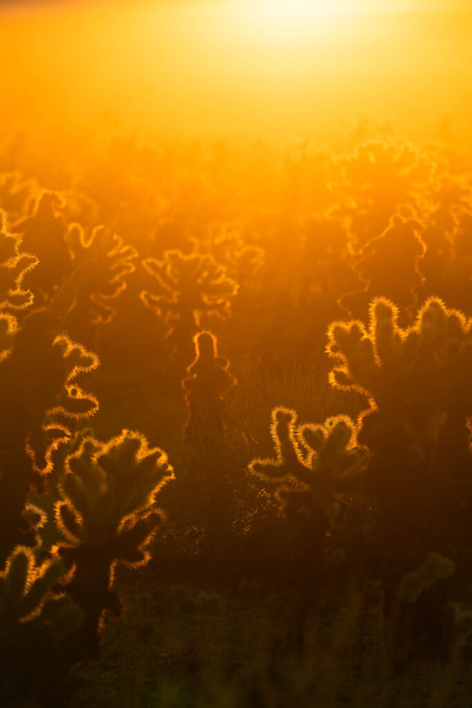 Cholla Cactus Garden Sunrise