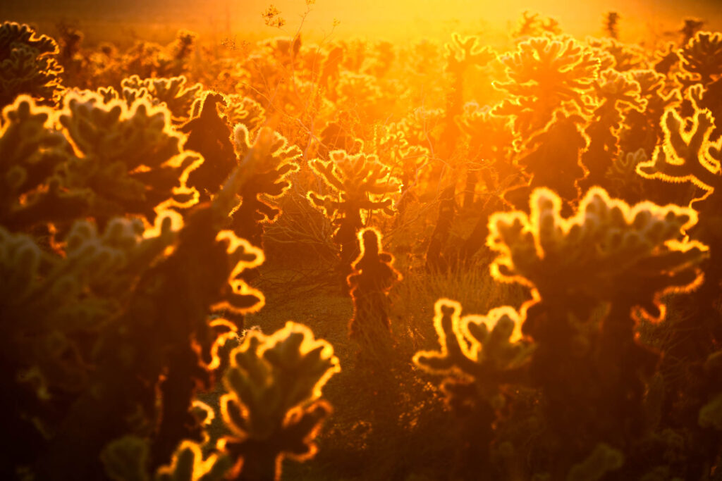 Cholla Cactus Garden Sunrise