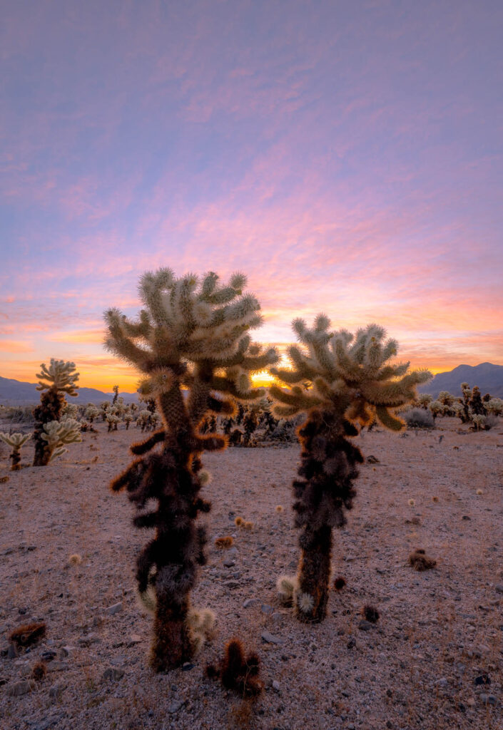 Cholla Cactus Garden Sunrise