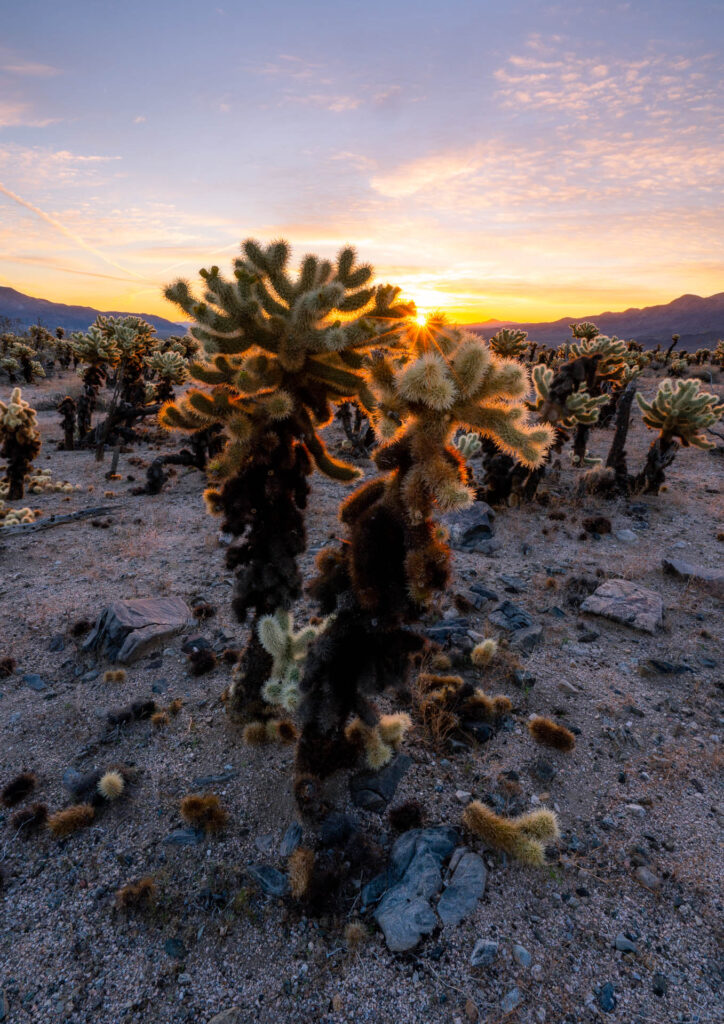 Cholla Cactus Garden Sunrise