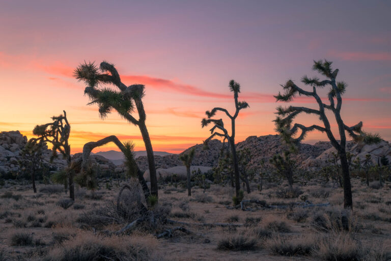 Joshua Tree National Park in the Winter
