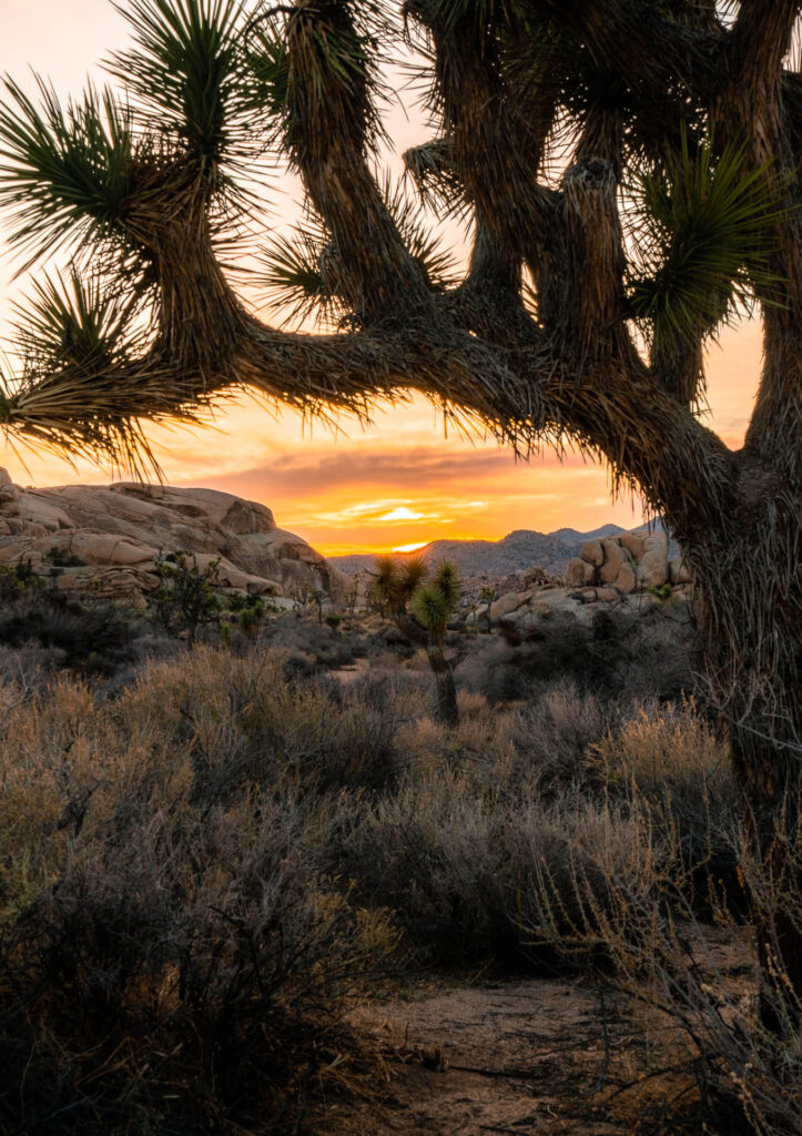 Josuha Tree Winter Sunset